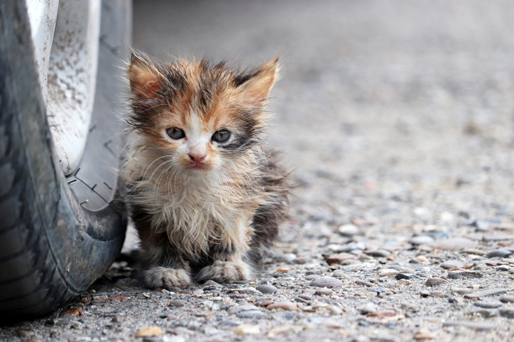 ‘Outraged': Cats thrown from truck onto local highway