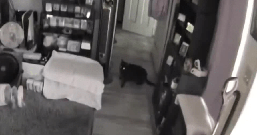 WATCH: Ring camera catches cat confused by California earthquake