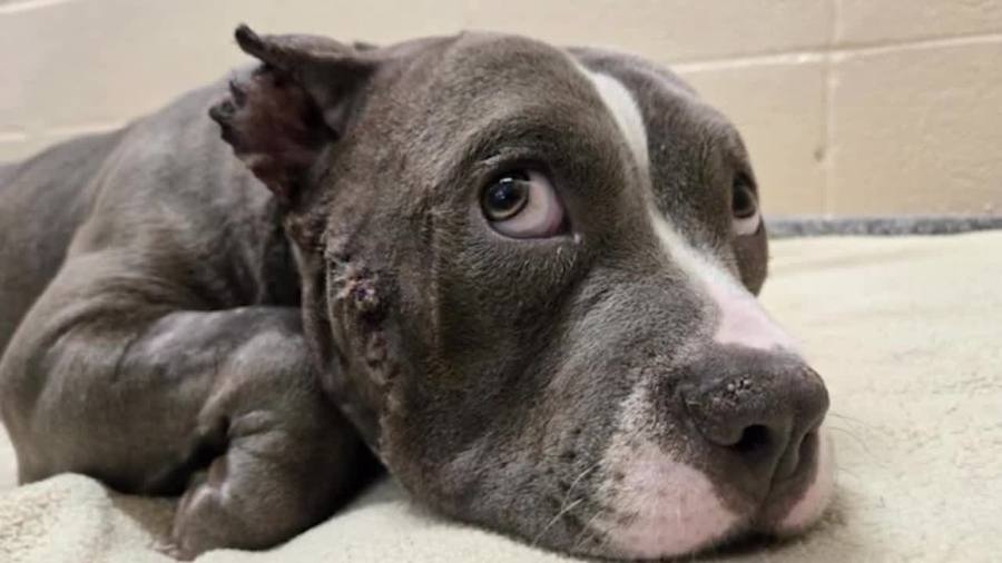Sandusky man enters plea in dog stabbing; Ivy the pitbull recovering