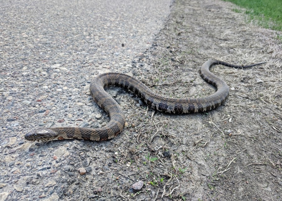 One of Ohio's most abundant snakes ready to mate, give birth to 20-25 young