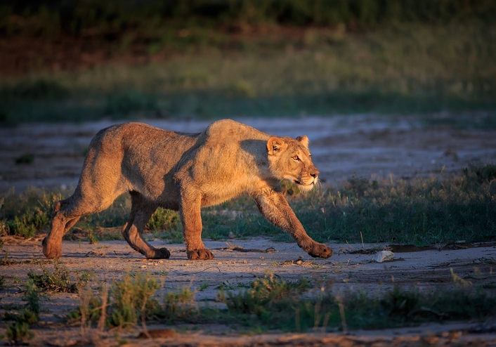 Lion kills man on safari who left tent for toilet