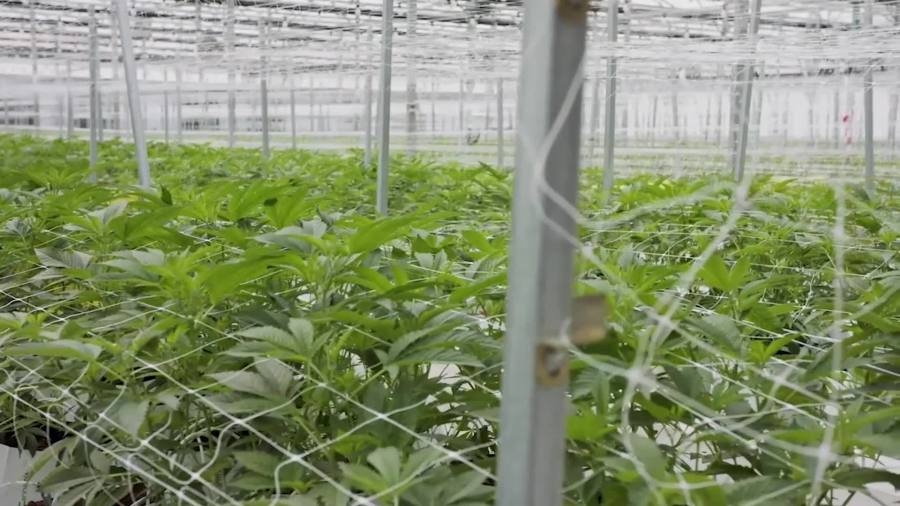 State withholds $10.8M of recreational marijuana tax revenue from cities