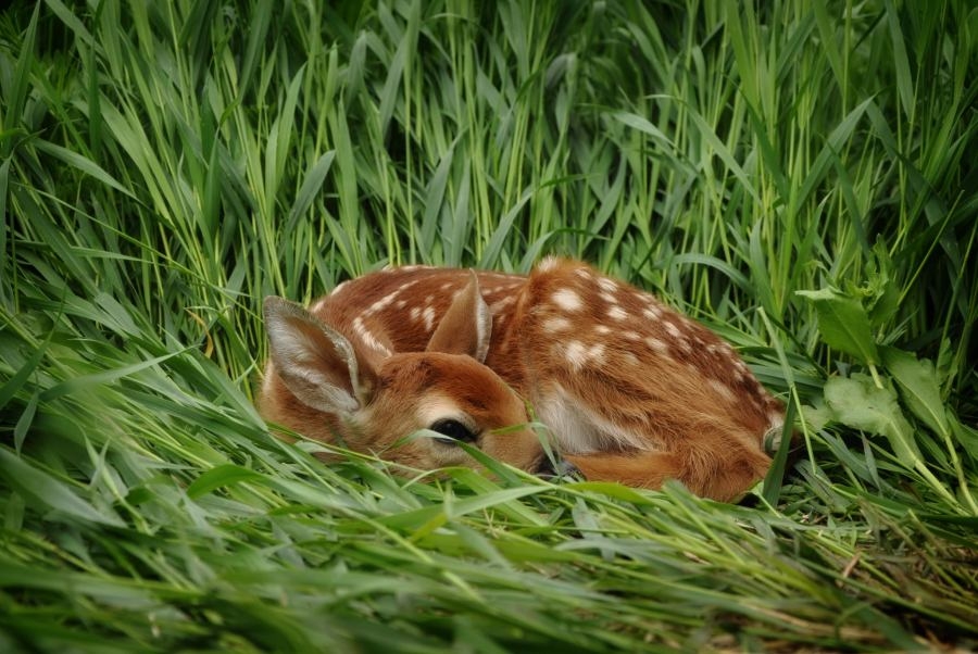‘Leave fawns alone': Ohio Division of Wildlife issues another alert