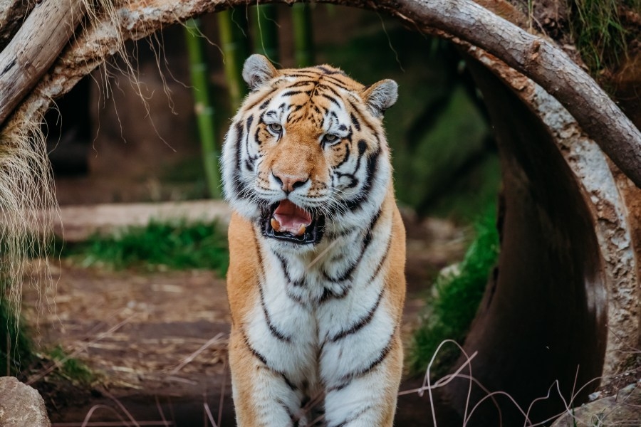 Riverbanks Zoo and Garden mourns the loss of beloved Amur Tiger Koshka