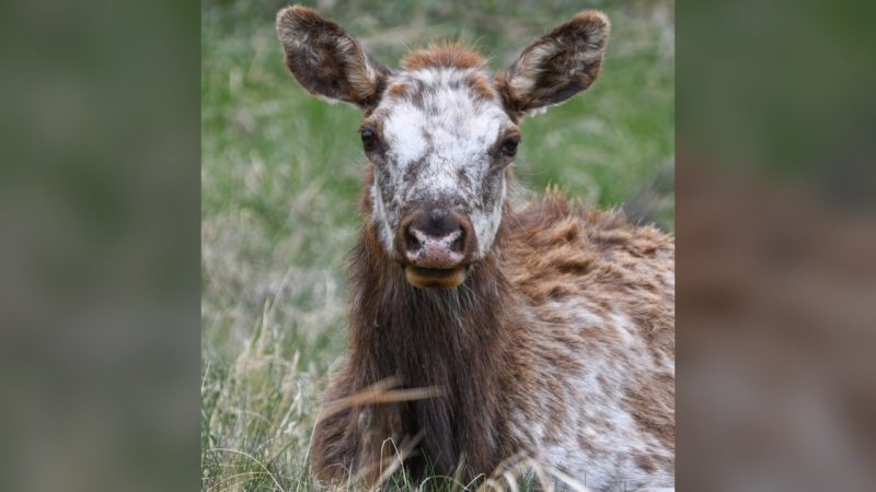 Photos: Rare 1 in 100,000 piebald elk spotted around Colorado's Estes Park