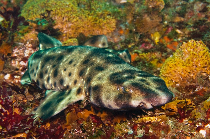 Shark egg hatches in tank without males, sparking mystery at Louisiana aquarium