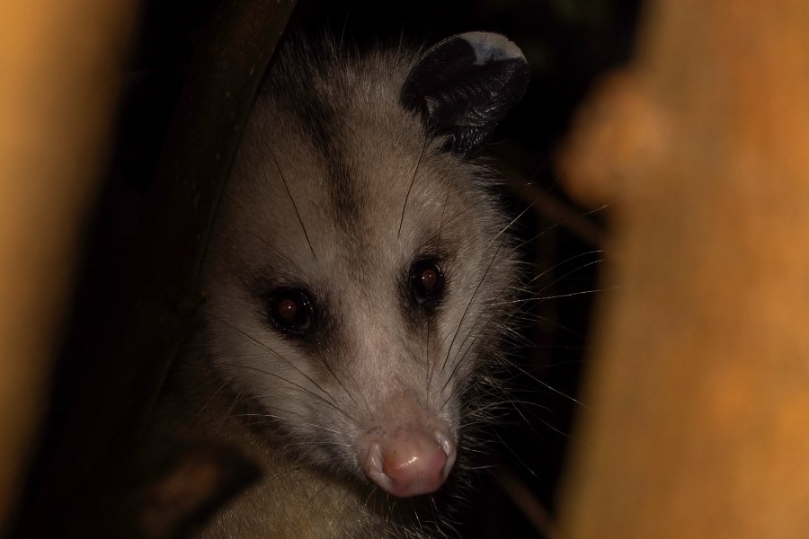 Opossum burned alive in viral Charlotte video sparks outrage, $5K reward offered