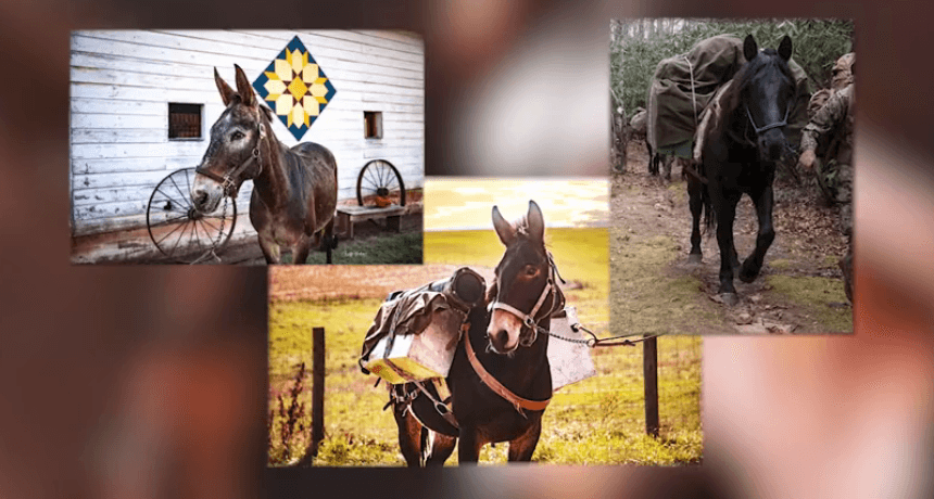 'A nightmare come true': Mountain Mule Packer Ranch mourns loss of mules used in Hurricane Helene relief