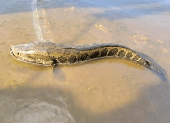 Fishermen told to suffocate or behead this ‘perfect invasive species'