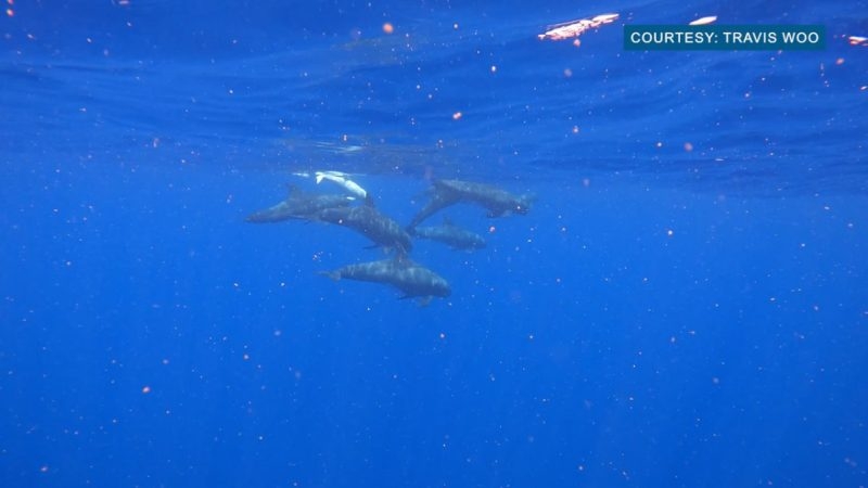 Watch: Potential albino pygmy killer whale spotted off Hawaii