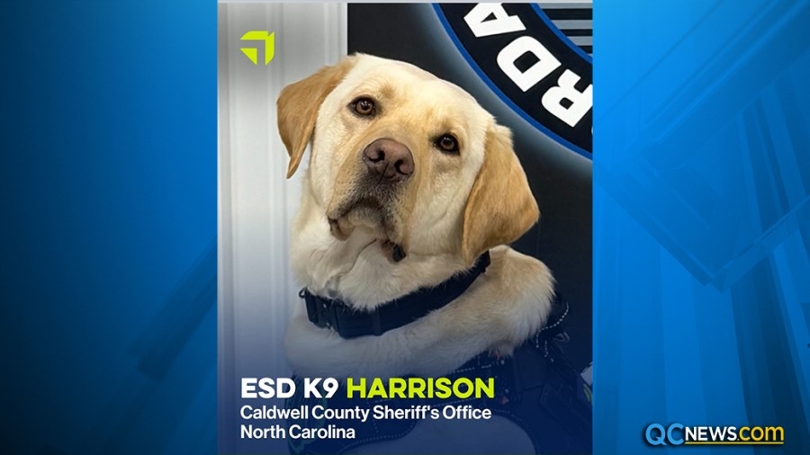 Caldwell County sheriffs welcome new ESD K9 Harrison