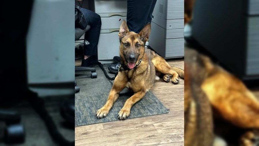 Trainer for slain Wadesboro Police K-9 Blitz countersues former police chief after being accused of defamation