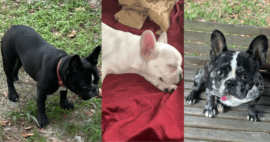 ‘Our family members': 3 French bulldogs stolen from Fayetteville home