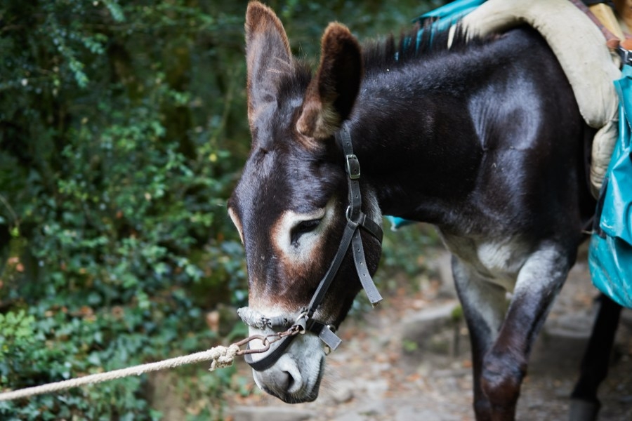 3 mules killed on road in Rowan County after leaving pasture due to fallen tree