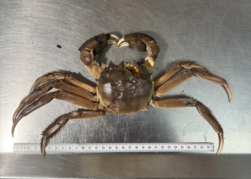 ‘Furry' invasive crab caught along Oregon Coast