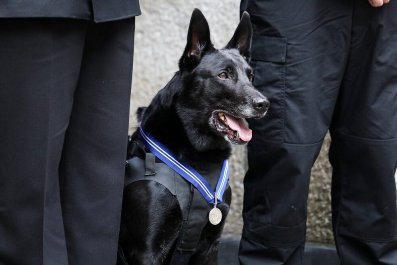 K9 Hurricane, the most decorated dog in US history, has died