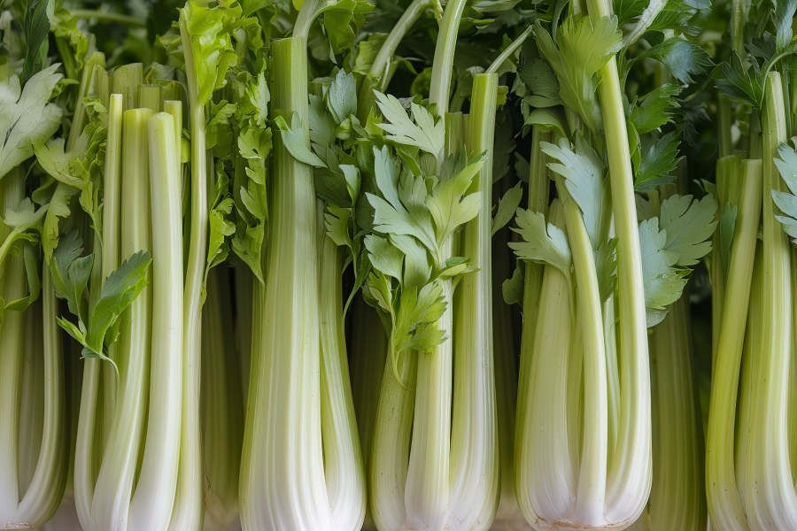 Celery recall hits the Carolinas over listeria concerns