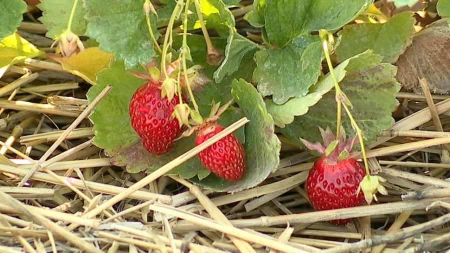 Local farm opens in time for strawberry season