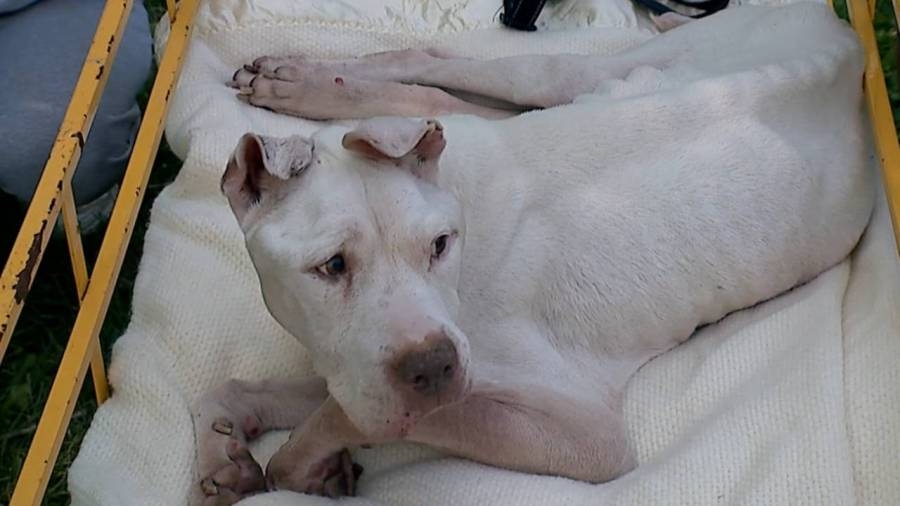 Shelter seeking medical foster home for emaciated dog