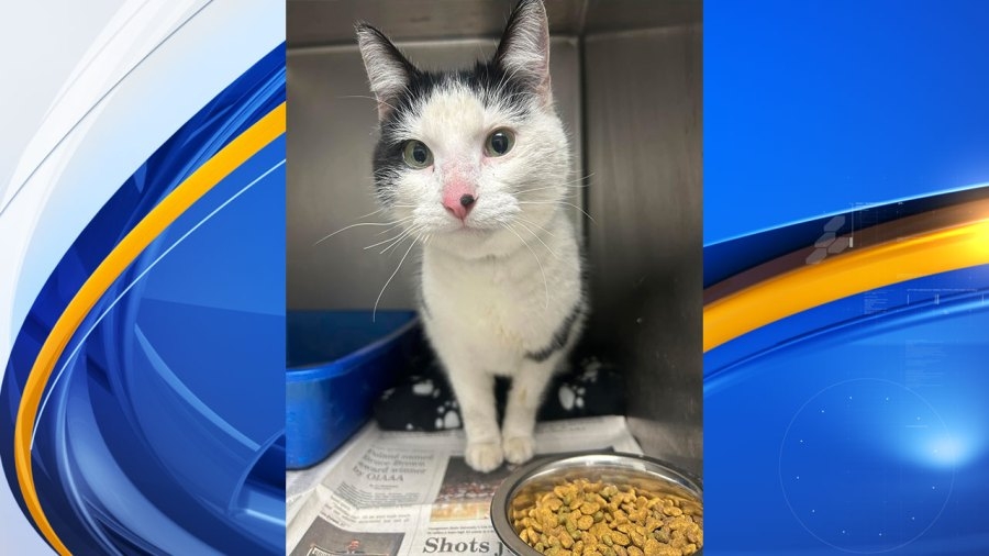 Cat rescued from commercial freezer in Youngstown
