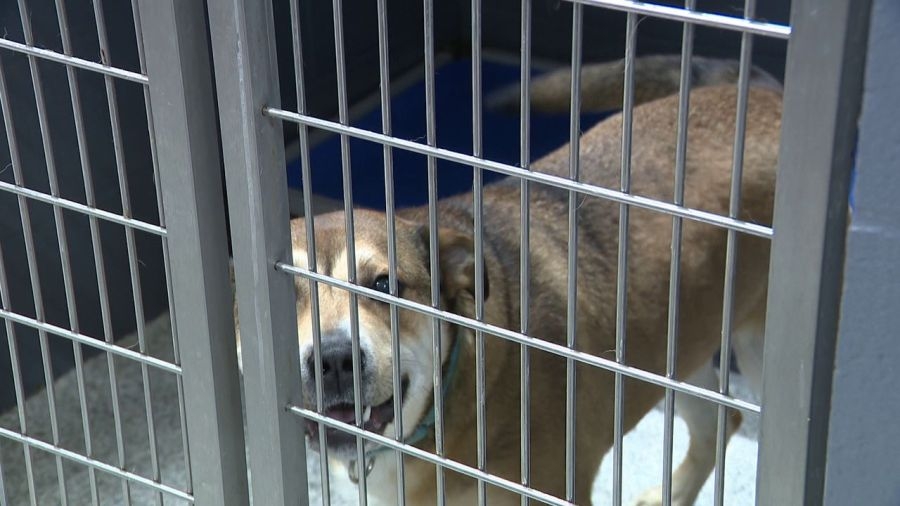Animal Charity seeks government support to avoid cuts