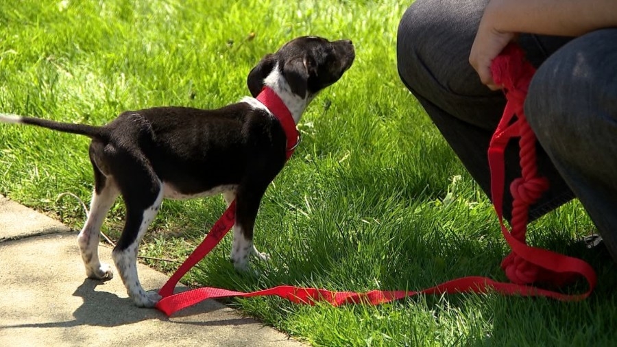 YSU's annual Puppy Palooza brings much-needed stress relief ahead of finals