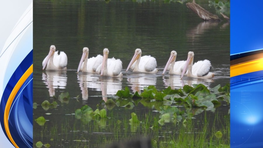 Pelicans take break in Lisbon lake to feed