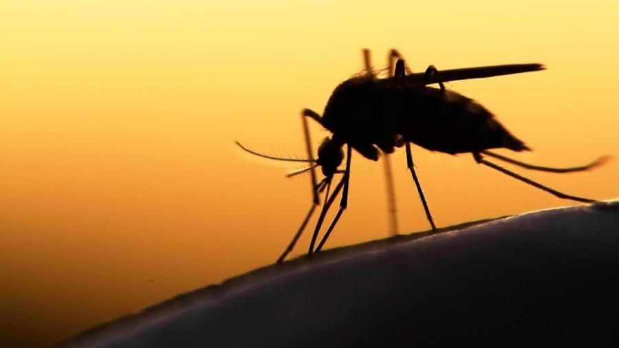 Valley awarded mosquito control grants