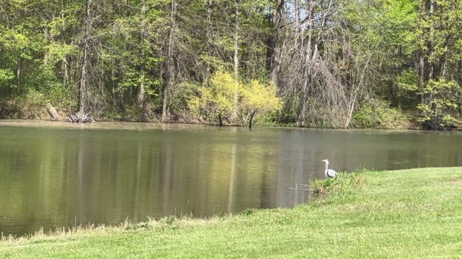 Mosquito Lake State Park's Big Birding Weekend returns