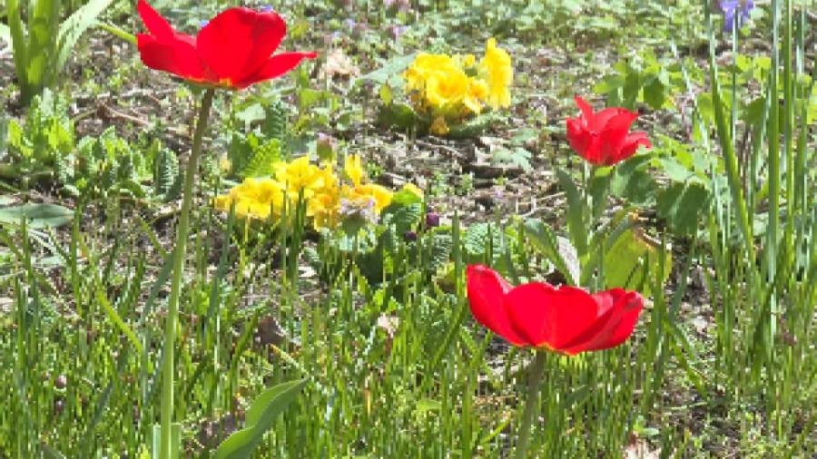 Volunteers beautify Youngstown for summer with plants and flowers