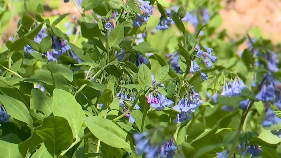 Poland's famous Bluebell flowers nearly in full bloom