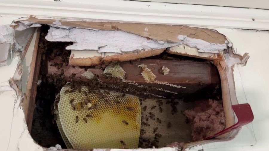 Bee colony removed in Niles rehomed, along with delectable honey
