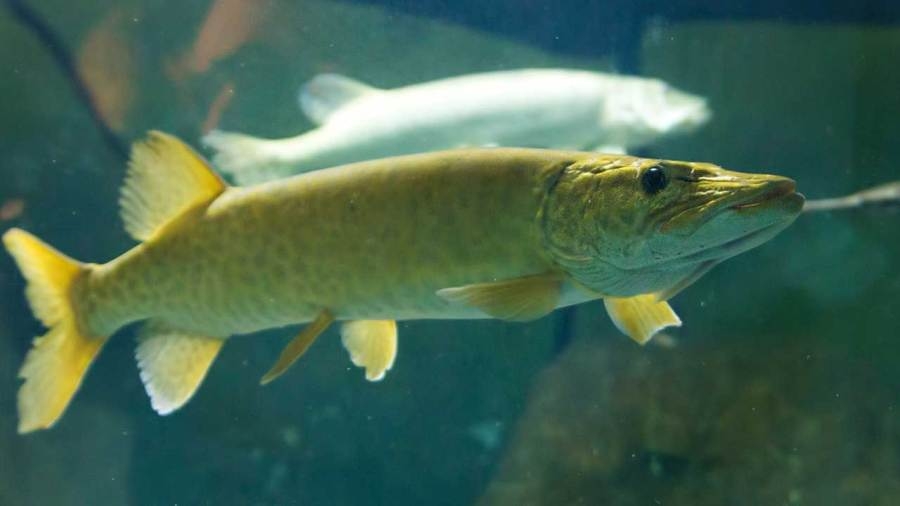 Where and what fish species were stocked locally in 2024