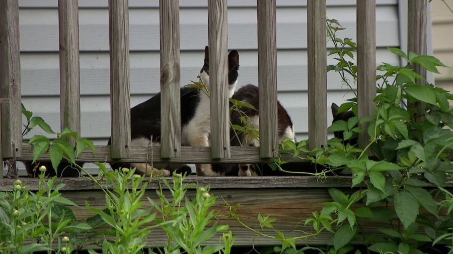 Feral cat crisis in Salem has residents fed up