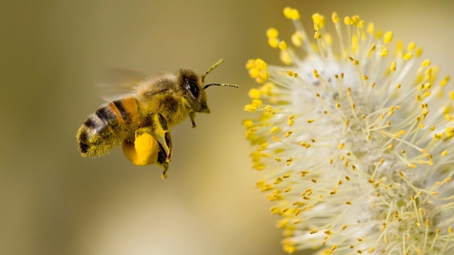 Pollinators celebrated at Youngstown festival