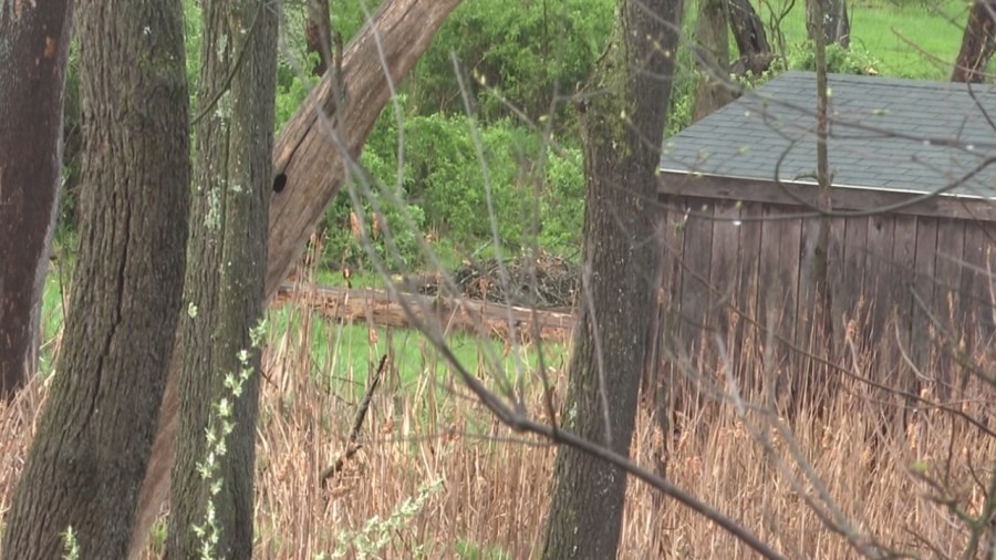 West Point eaglets die after nest knocked down by storm