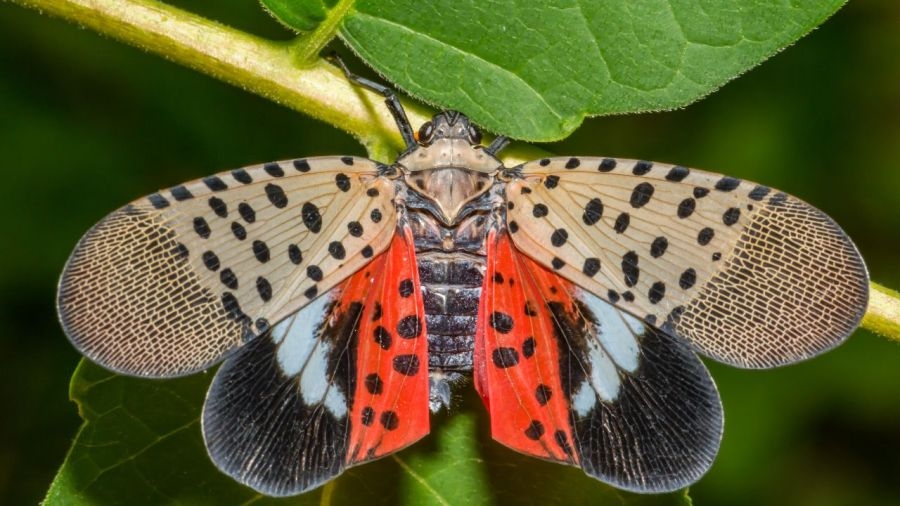 Quarantine area expanded for invasive insect
