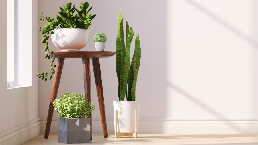 Health benefits of having a house plant collection