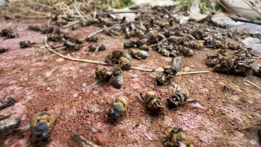 Local beekeepers concerned after hive loss; Bee expert weights in