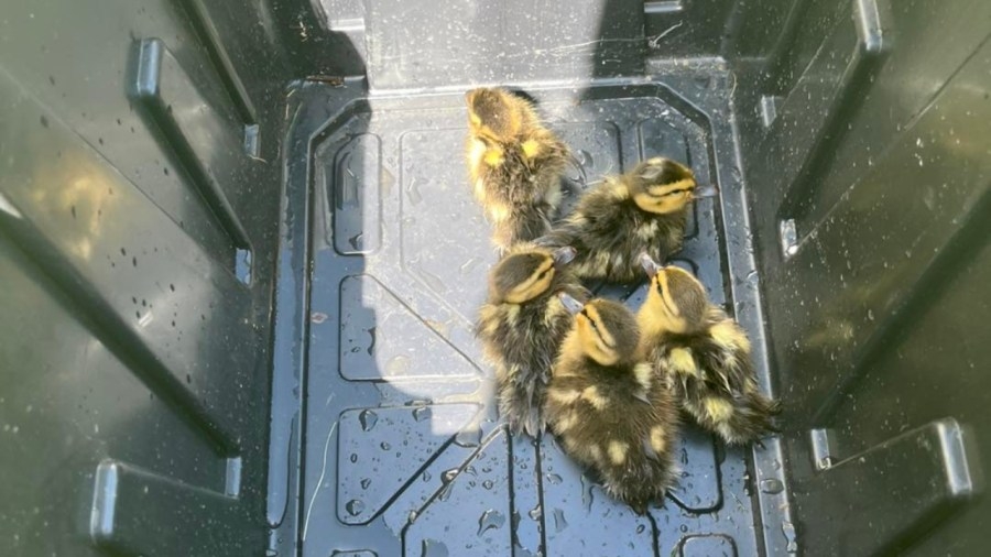 Cortland firefighters rescue ducklings from storm drain