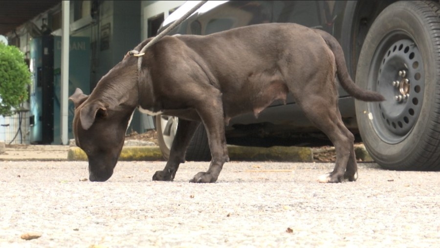 Mobile Animal Services takes in 34 abused dogs, now far over capacity
