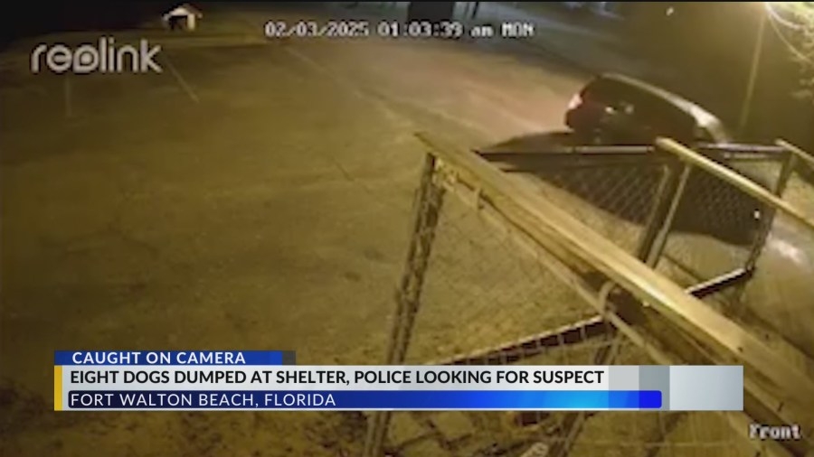 Security footage exposes overnight dog abandonment at Fort Walton Beach shelter