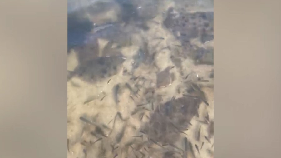 Jubilees in Mobile Bay — why they happen