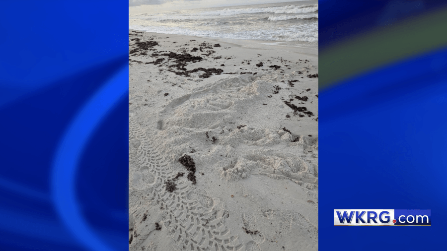 Loggerhead turtle nest ties for earliest nest recorded on Pensacola Beach