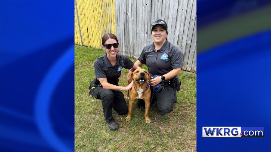 Abused dog tied to pole rescued in Escambia County