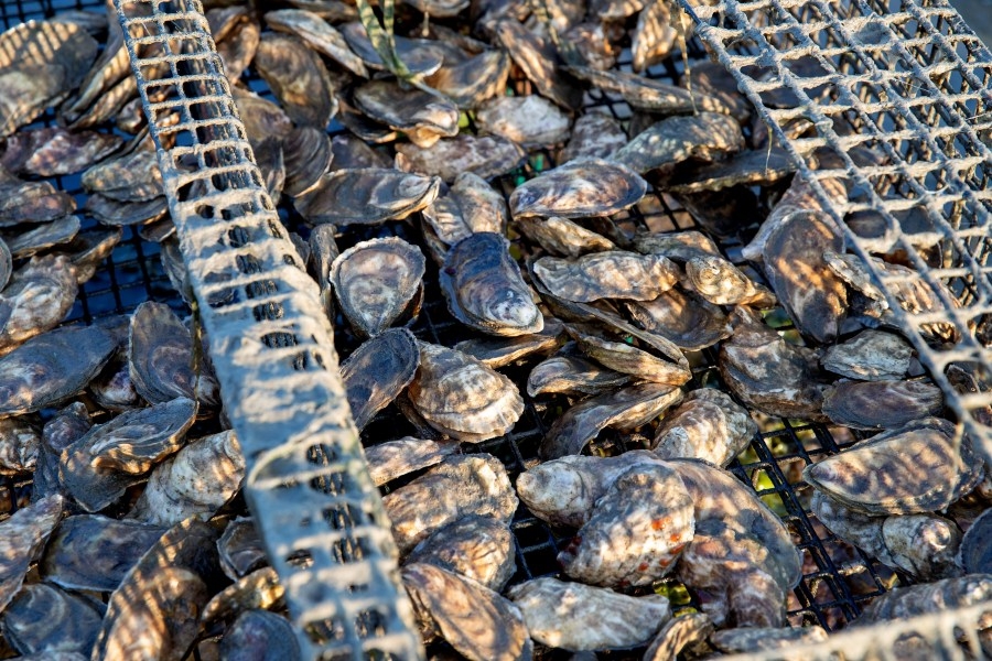 Mobile Bay areas reopen after oyster harvesting closure