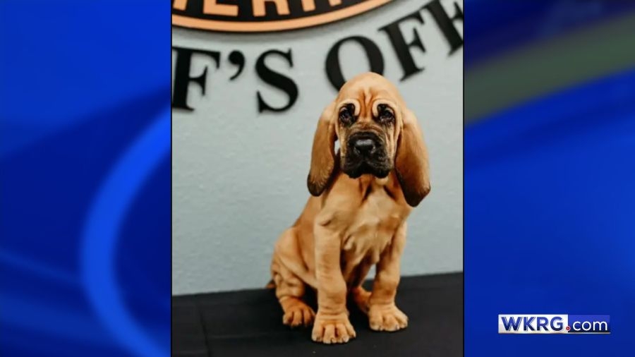 Santa Rosa County Sheriff's Office welcomes new K-9 recruit