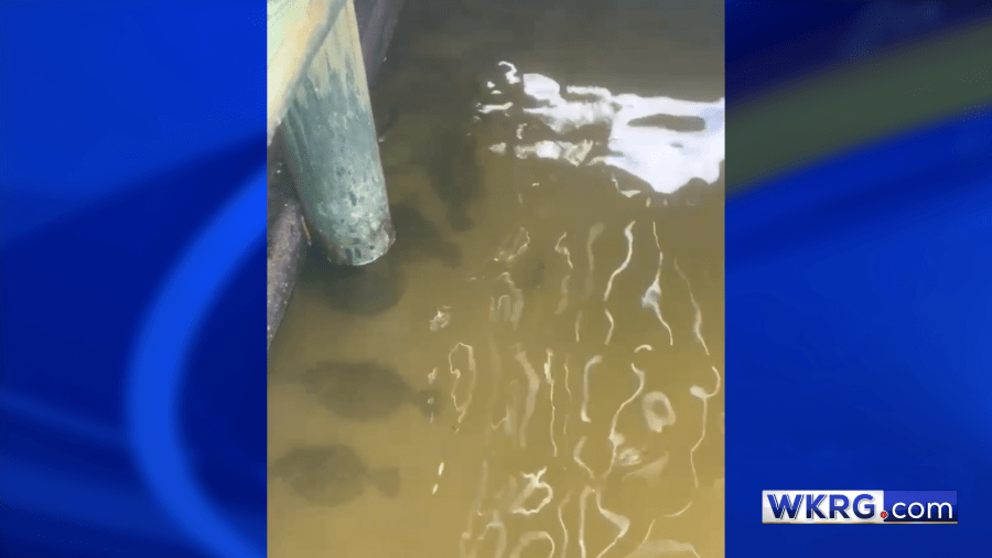 Residents wake up to find Jubilee in Fairhope