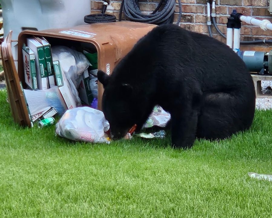 Florida Wildlife officials give best ways to keep bears from wandering onto property