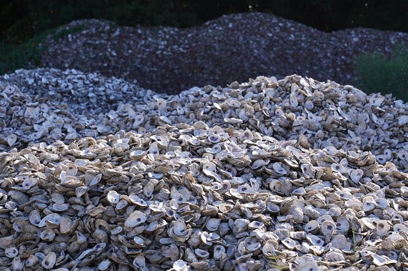 25 tons of oyster shells recycled in Pensacola area — what to know